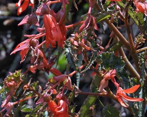 Begonia boliviensis (Begonia boliviensis)
