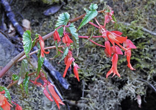 Begonia boliviensis (Begonia boliviensis)