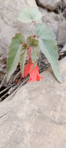 Begonia boliviensis (Begonia boliviensis)