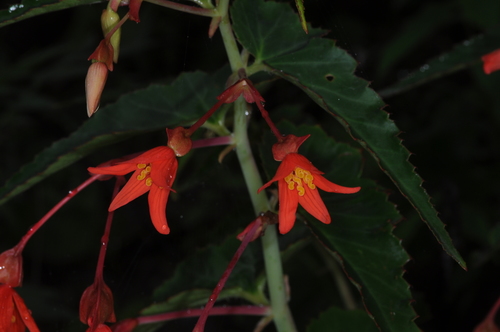 Begonia boliviensis (Begonia boliviensis)