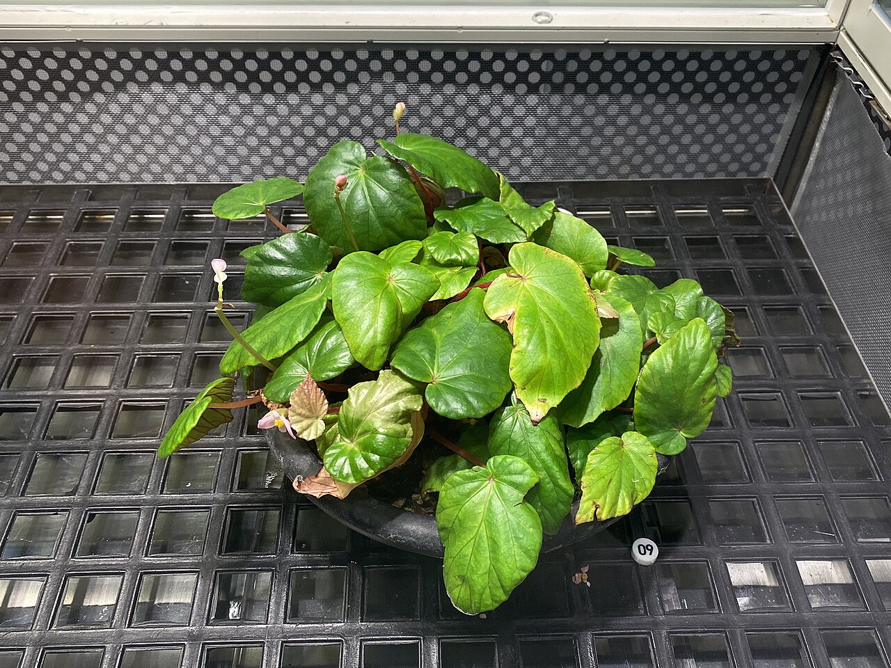 Begonia bouffordii: 九九峰秋海棠(學名:Begonia bouffordii)攝於國立臺灣科學教育館