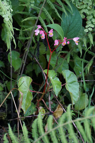 Begonia bracteosa (Begonia bracteosa)