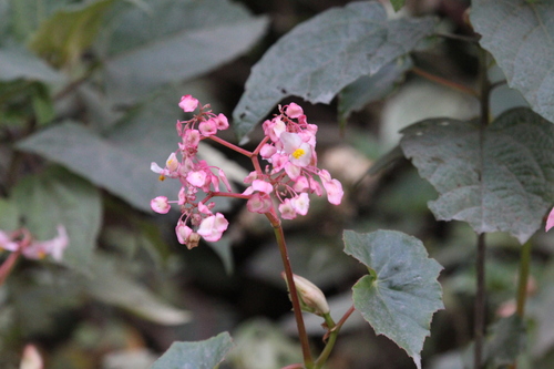 Begonia bracteosa (Begonia bracteosa)