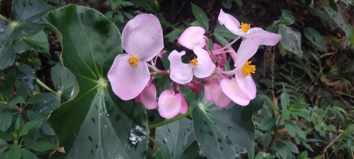 Begonia bracteosa (Begonia bracteosa)
