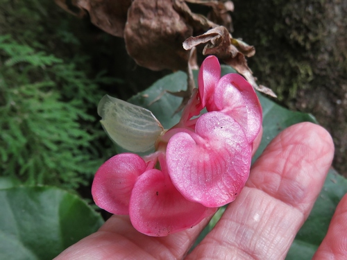 Begonia bracteosa (Begonia bracteosa)