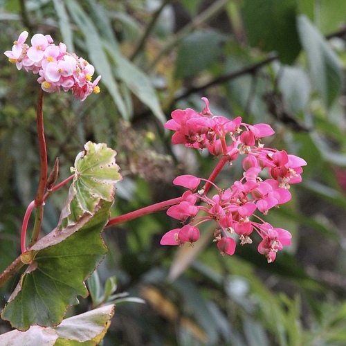 Begonia bracteosa (Begonia bracteosa)