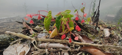 Begonia bracteosa (Begonia bracteosa)