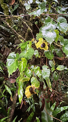 Begonia bracteosa (Begonia bracteosa)