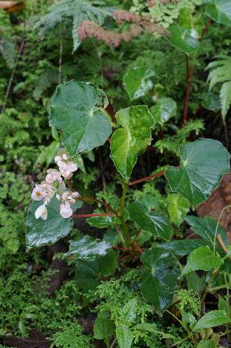Begonia bracteosa (Begonia bracteosa)