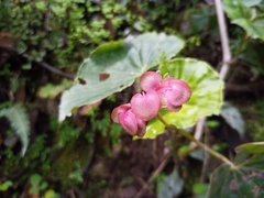 Begonia bracteosa (Begonia bracteosa)