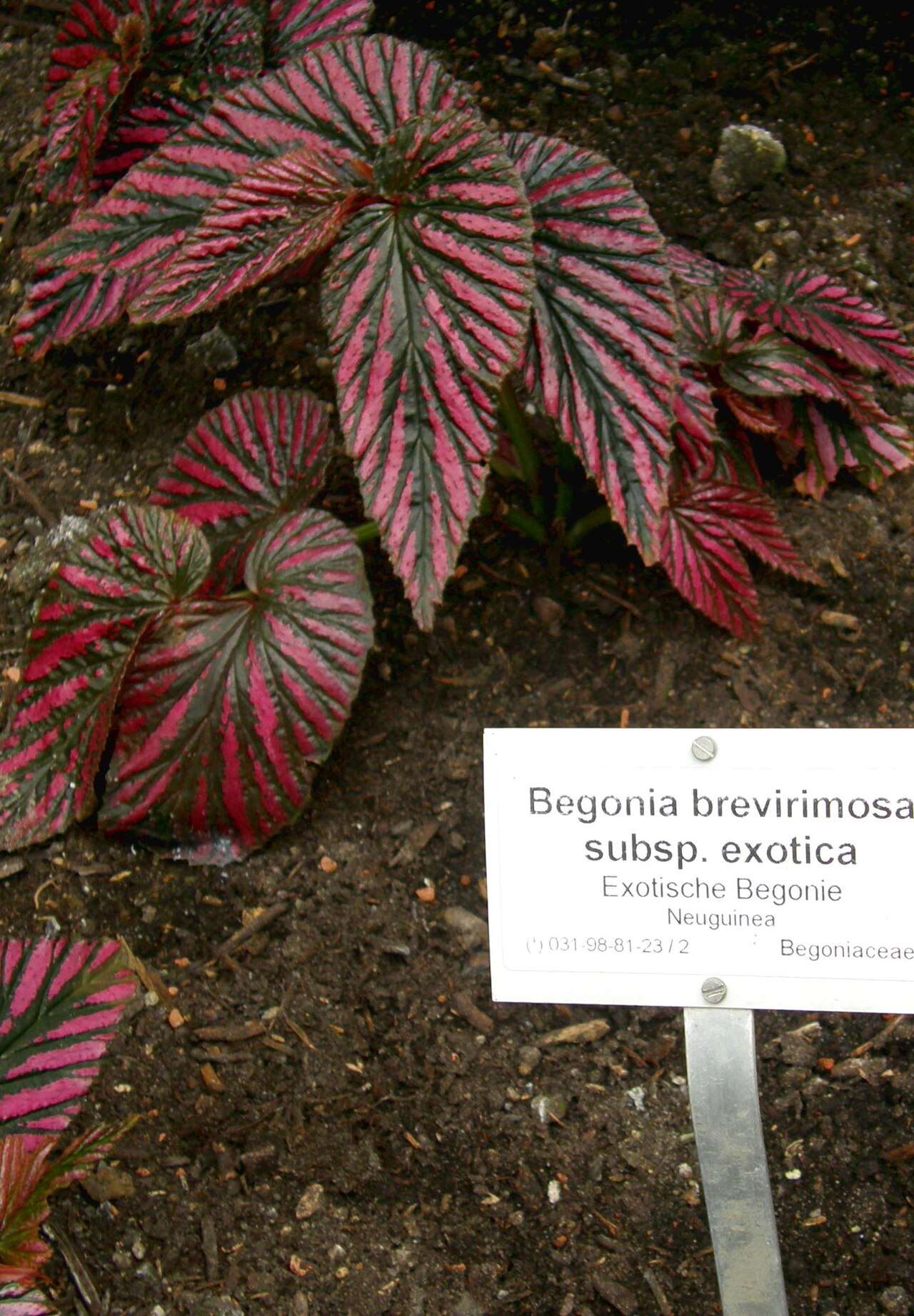 Begonia brevirimosa: Begonia brevirimosa Irmsch. sous espèce "exotica" dans la serre du Botanischer Garten de Berlin-Dahlem