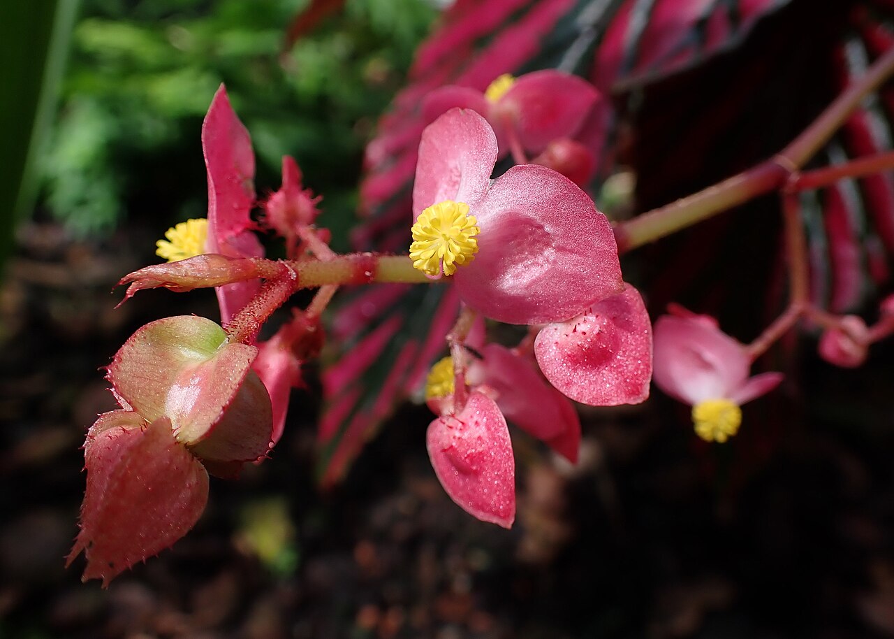 Begonia brevirimosa: Begonia brevirimosa subsp. exotica in the Botanischer Garten, Berlin-Dahlem