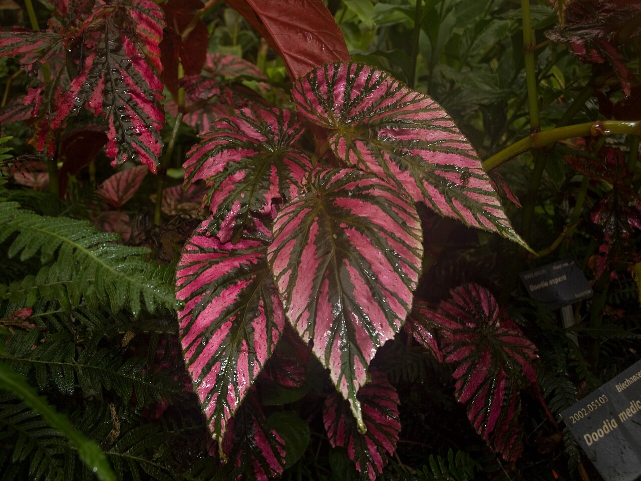Begonia brevirimosa: Begonia brevirimosa. Fata Morgana greenhouse, Prague Botanic Garden in Troja