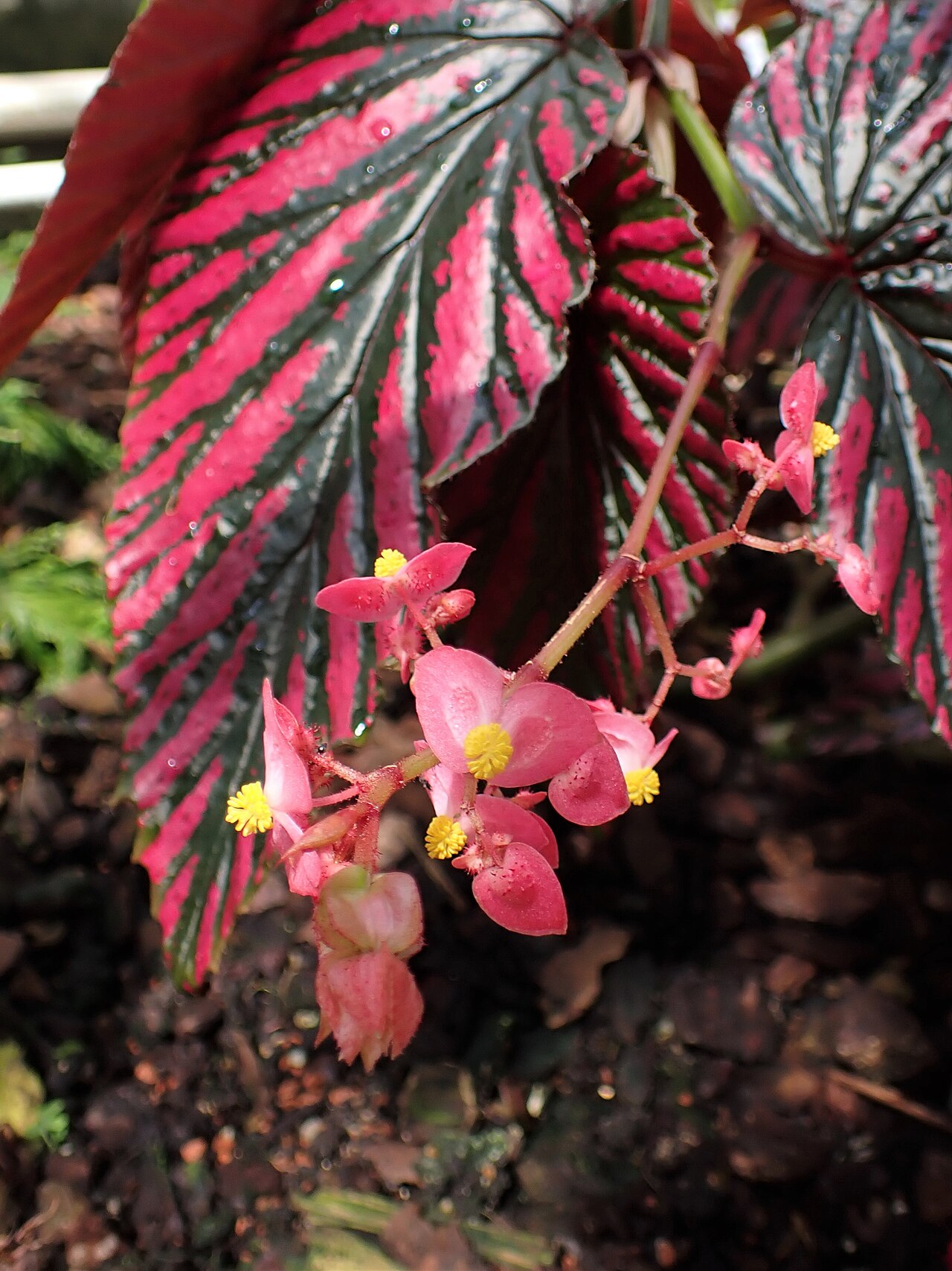 Begonia brevirimosa: Begonia brevirimosa subsp. exotica in the Botanischer Garten, Berlin-Dahlem