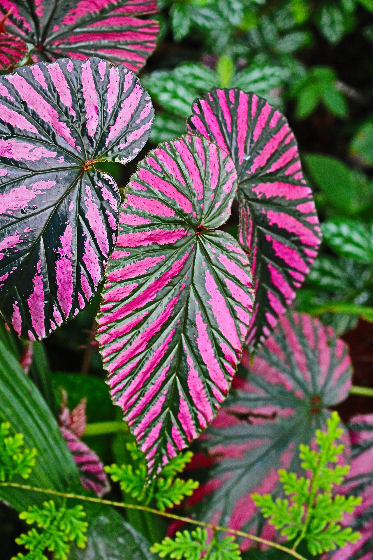 Begonia brevirimosa: (Naturally occuring) leaves of B. brevirimosa