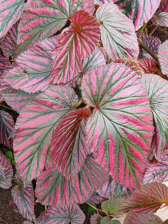 Begonia brevirimosa: Jardin Botanique de Montréal, Begonia brevirimosa