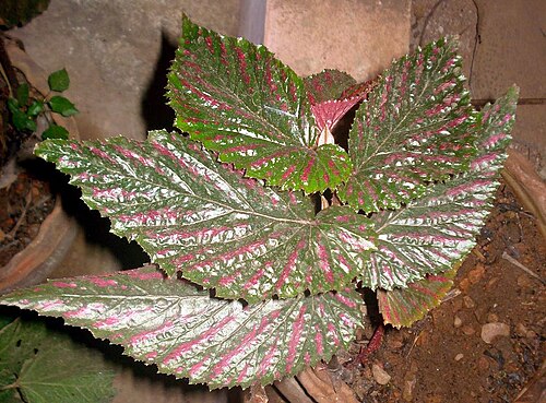 Begonia brevirimosa: Begonia plant
