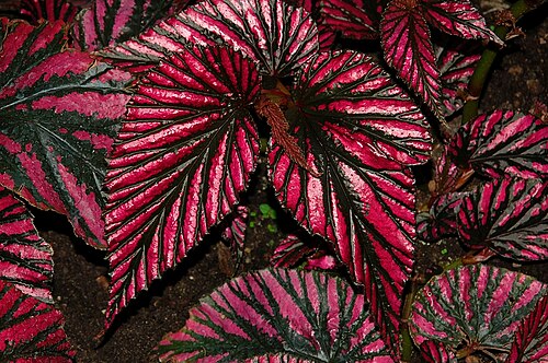 Begonia brevirimosa: Leaves of Begonia brevirimosa (Syn. Begonia exotica), known from New Guinea, photographed in the Botanical Garden Berlin, Germany