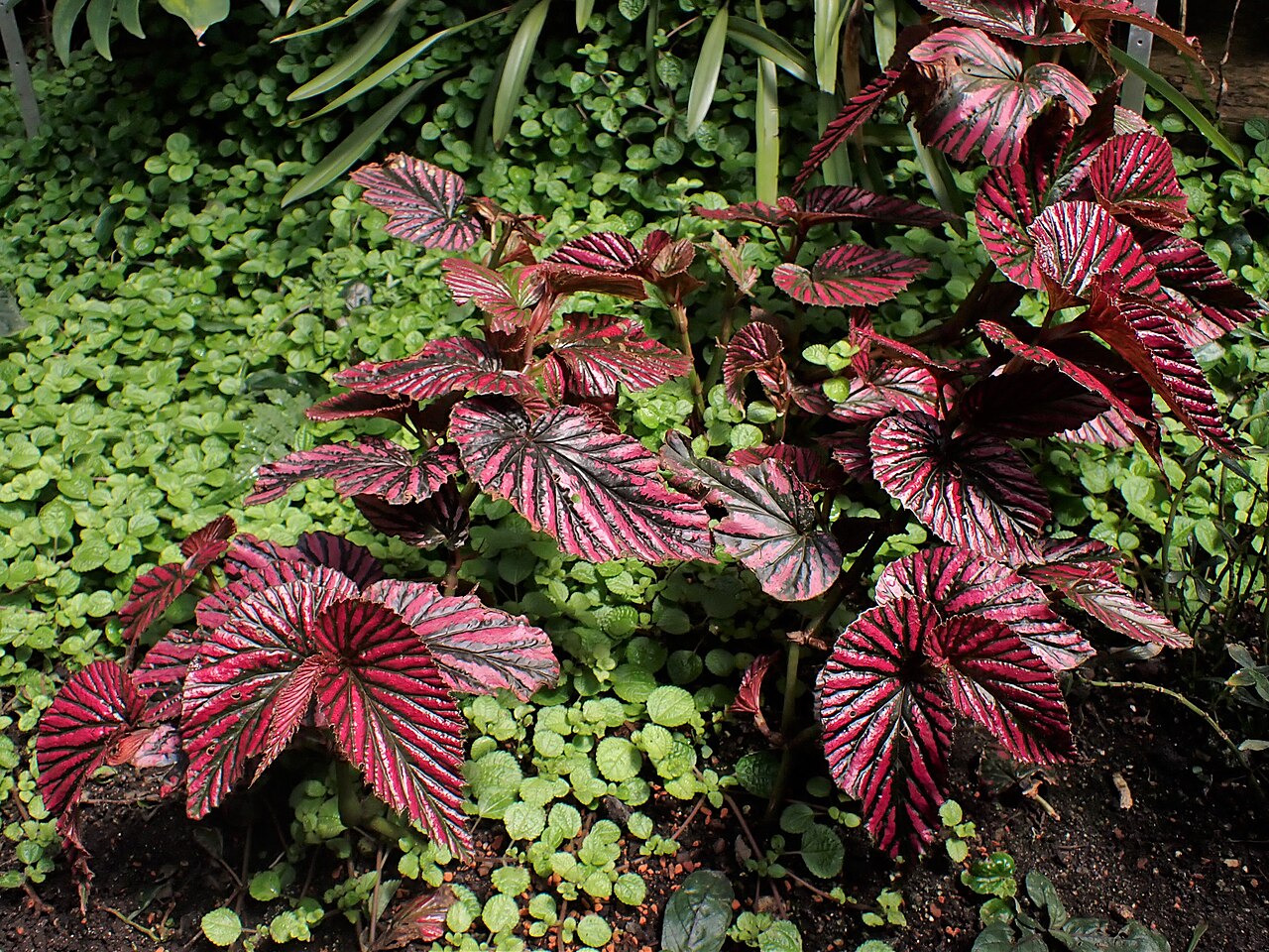 Begonia brevirimosa: Begonia brevirimosa subsp. exotica in the Botanischer Garten, Berlin-Dahlem