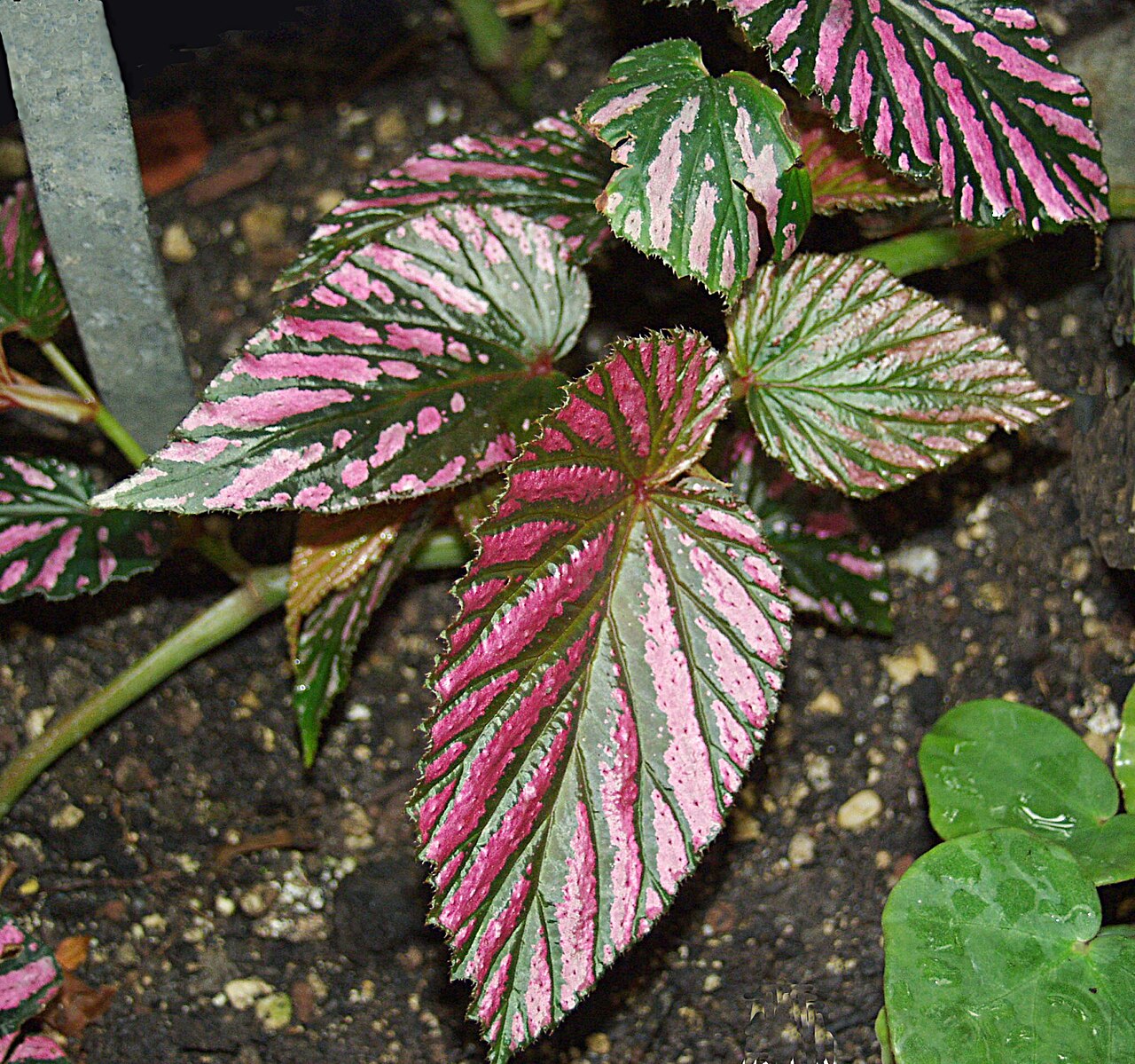 Begonia brevirimosa: Leaves of Begonia exotica at Botanical Garden Cologne