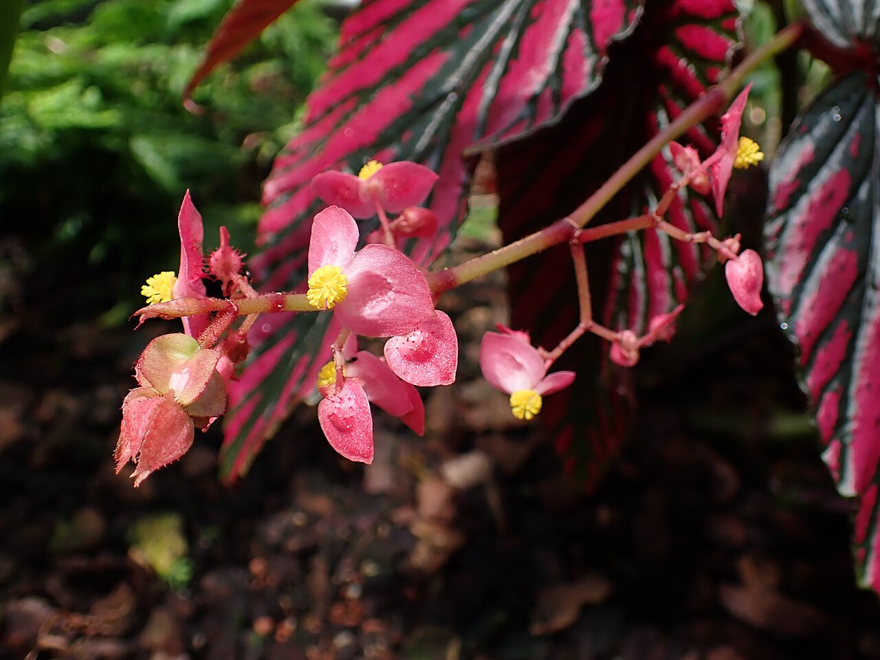 Begonia brevirimosa: Begonia brevirimosa subsp. exotica in the Botanischer Garten, Berlin-Dahlem