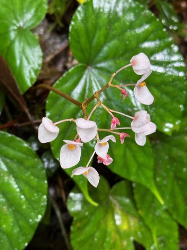 Begonia broussonetiifolia (Begonia broussonetiifolia)