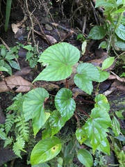 Begonia broussonetiifolia (Begonia broussonetiifolia)