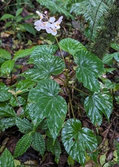 Begonia broussonetiifolia (Begonia broussonetiifolia)
