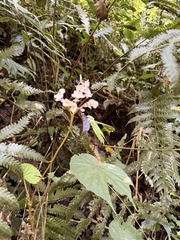 Begonia broussonetiifolia (Begonia broussonetiifolia)