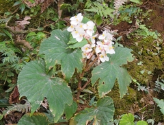 Begonia broussonetiifolia (Begonia broussonetiifolia)