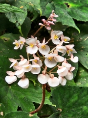 Begonia broussonetiifolia (Begonia broussonetiifolia)