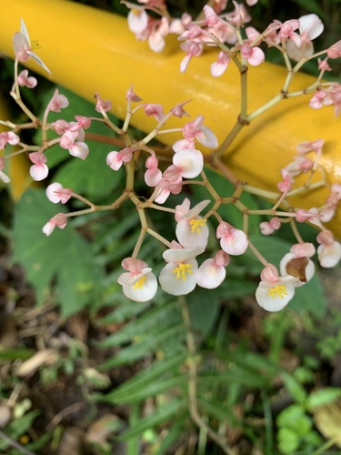 Begonia broussonetiifolia (Begonia broussonetiifolia)