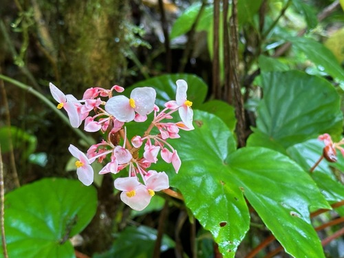 Begonia broussonetiifolia (Begonia broussonetiifolia)