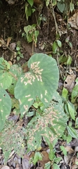 Begonia broussonetiifolia (Begonia broussonetiifolia)