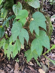 Begonia broussonetiifolia (Begonia broussonetiifolia)
