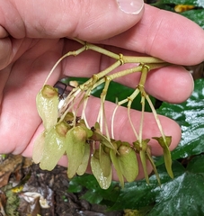 Begonia broussonetiifolia (Begonia broussonetiifolia)