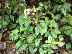Begonia broussonetiifolia (Begonia broussonetiifolia)