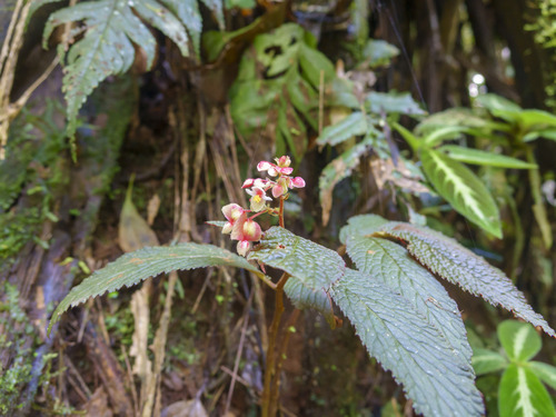 Begonia buddleiifolia (Begonia buddleiifolia)