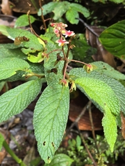 Begonia buddleiifolia (Begonia buddleiifolia)
