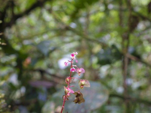 Begonia buddleiifolia (Begonia buddleiifolia)