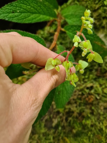 Begonia buddleiifolia (Begonia buddleiifolia)
