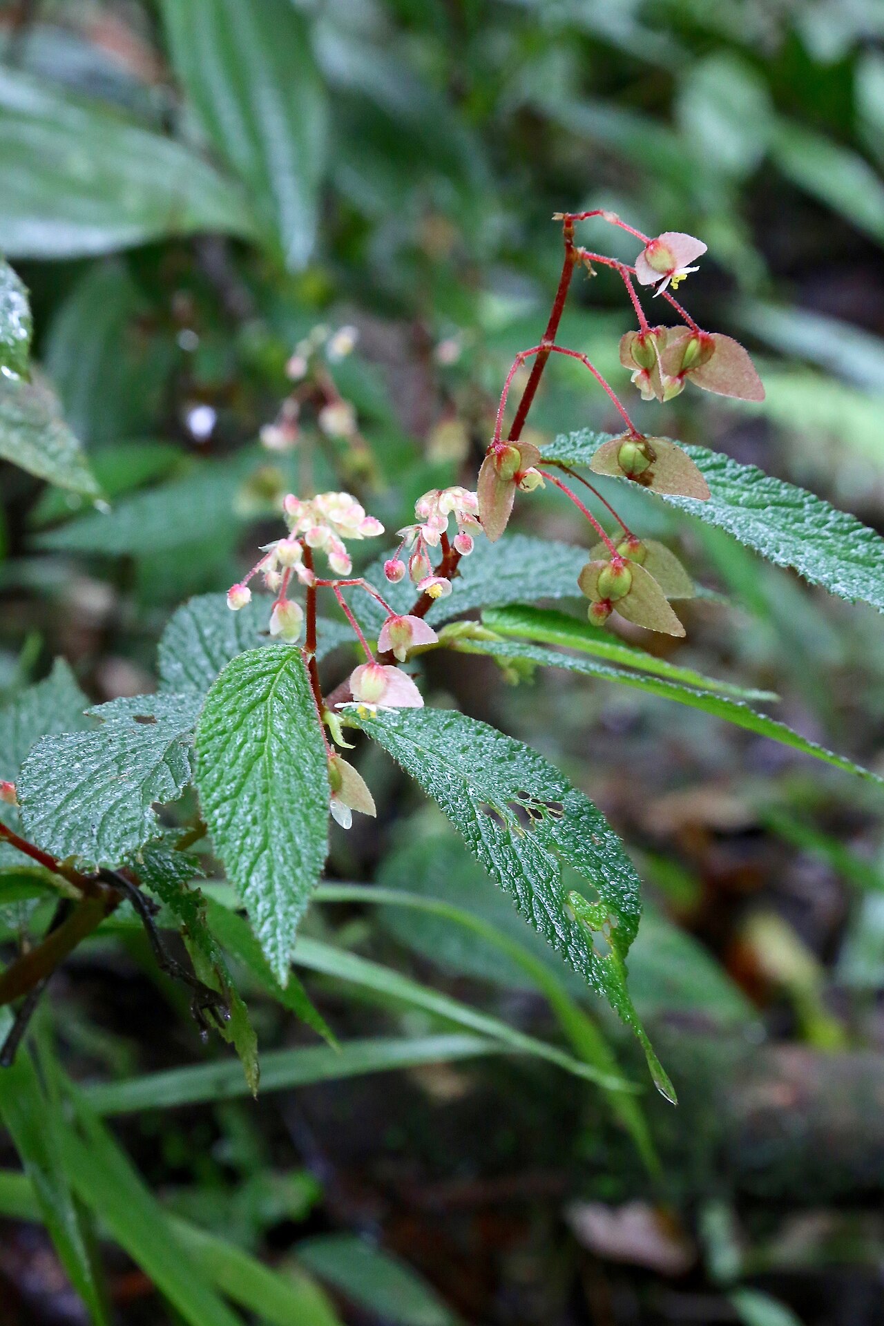 Begonia buddleiifolia: Ecuador, Pastaza province, Omaere Park, along Rio Puyo.