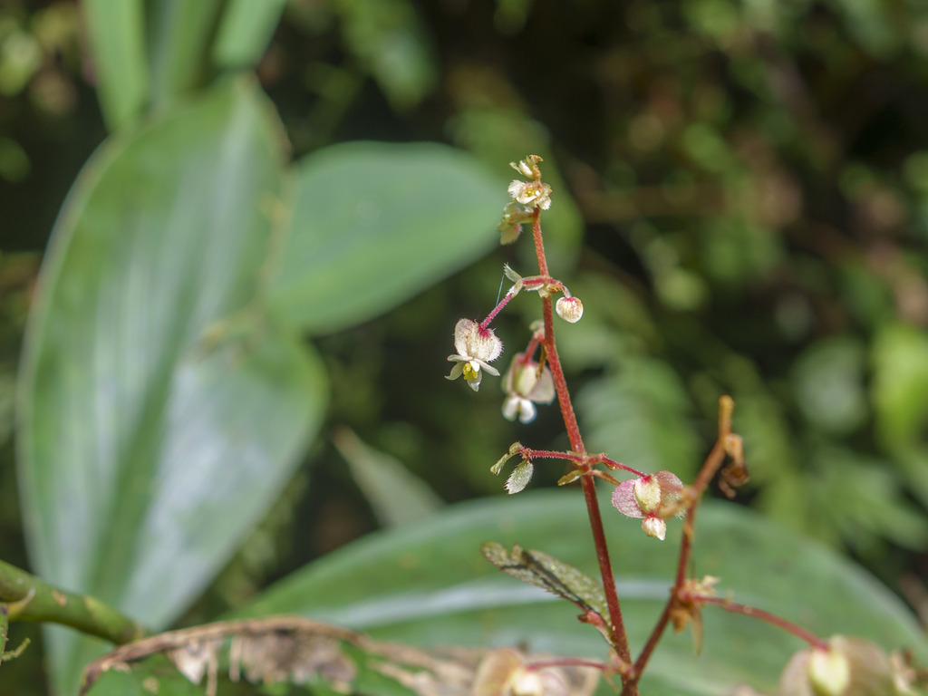 Begonia buddleiifolia (Begonia buddleiifolia)