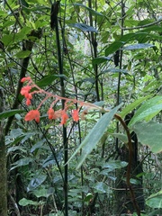 Begonia buddleiifolia (Begonia buddleiifolia)