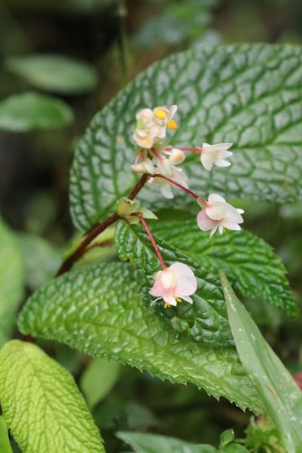 Begonia buddleiifolia (Begonia buddleiifolia)
