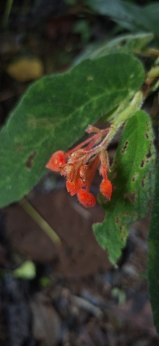 Begonia buddleiifolia (Begonia buddleiifolia)