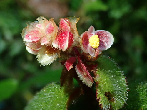 Begonia buddleiifolia (Begonia buddleiifolia)