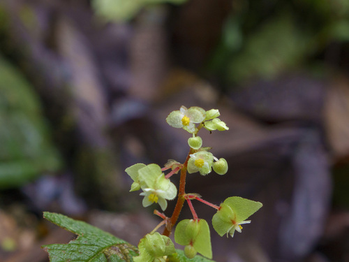 Begonia buddleiifolia (Begonia buddleiifolia)