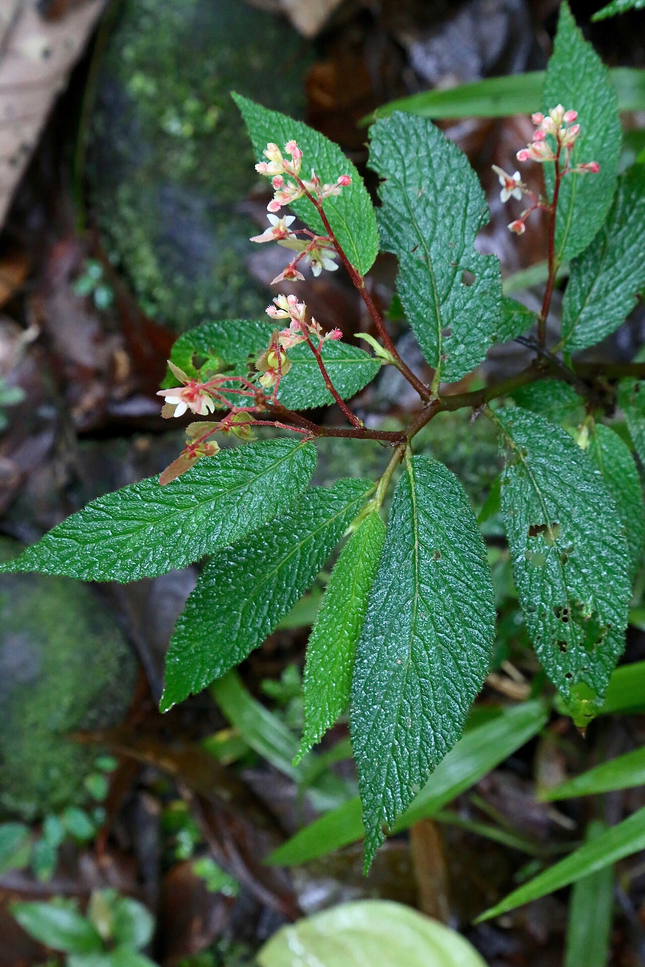 Begonia buddleiifolia: Ecuador, Pastaza province, Omaere Park, along Rio Puyo.