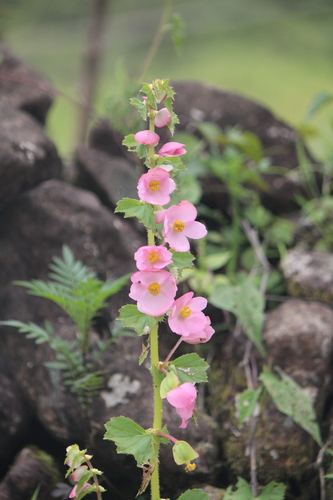 Begonia bulbillifera (Begonia bulbillifera)